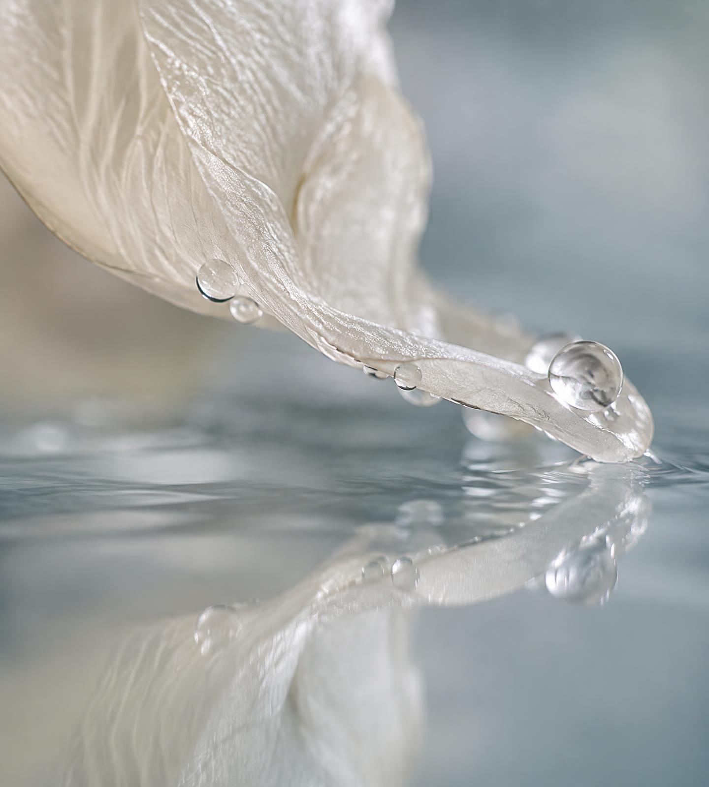 A translucent ivory camellia petal curves into still water, with pearlescent droplets and a soft silver-blue reflection